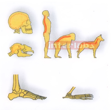 HANGING, HUMAN, CHIMPANIEE AND CANINE COMPARISON FOR THE HEAD, BODY AND FEET